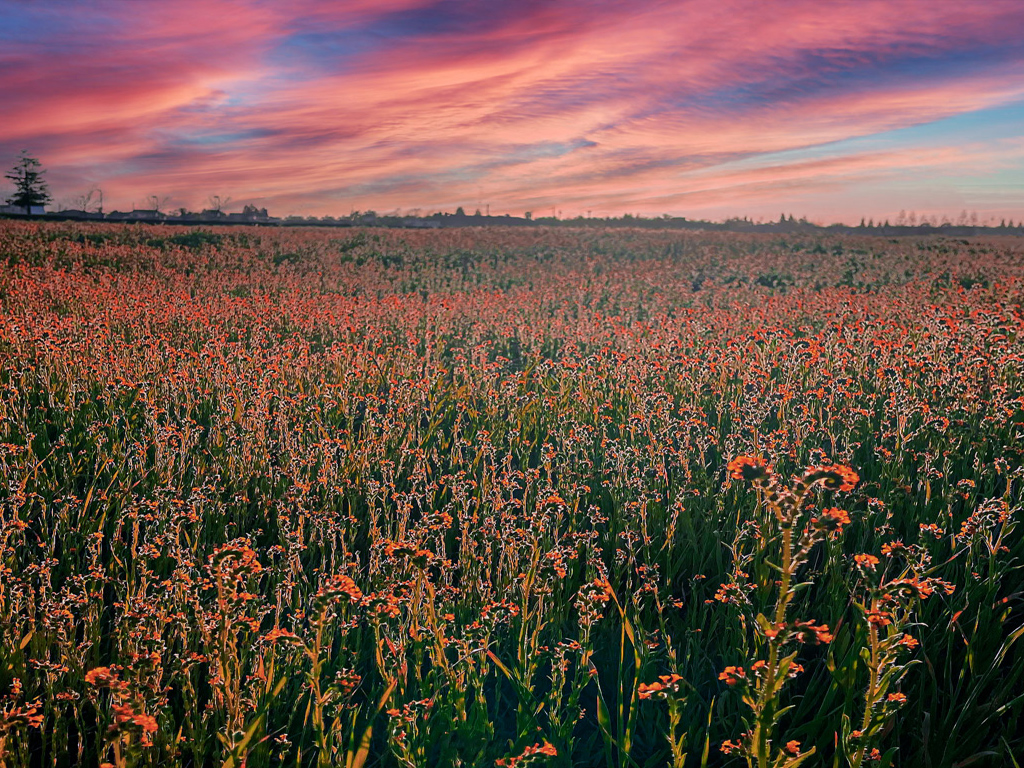 Field